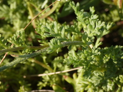 Anthemis secundiramea