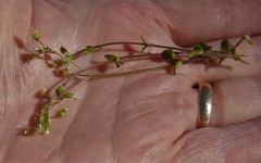Cerastium semidecandrum