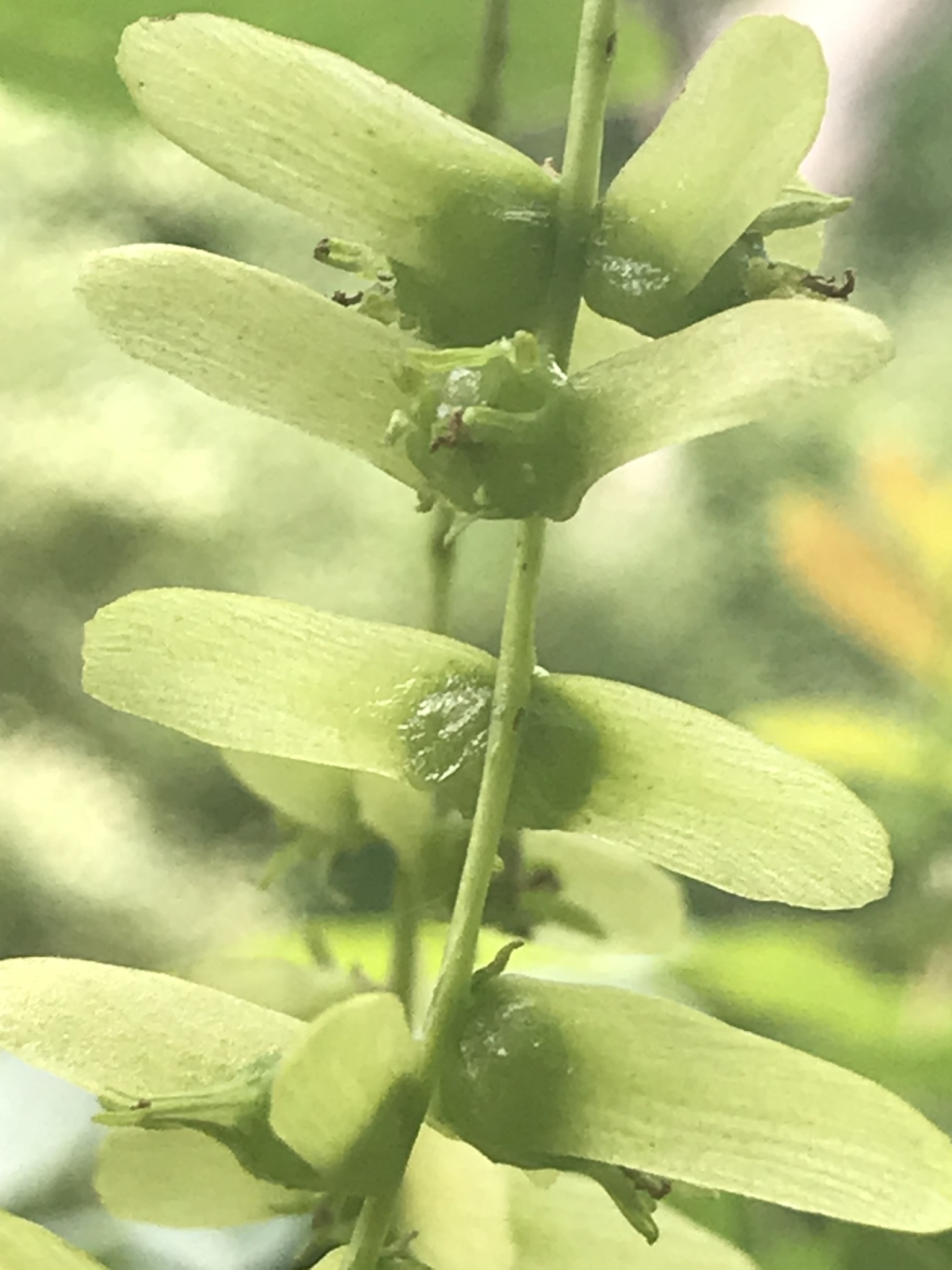 Pterocarya stenoptera