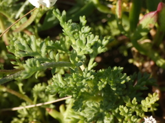 Anthemis secundiramea
