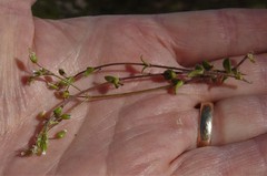 Cerastium semidecandrum