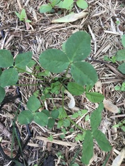 Trifolium hybridum