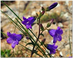 Campanula sibirica taurica