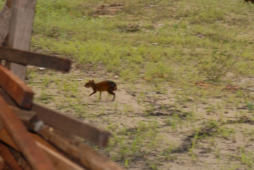 Black-rumped Agouti