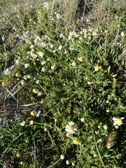 Anthemis secundiramea
