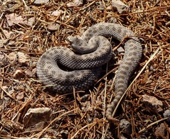 Crotalus pricei