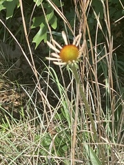 Echinacea angustifolia