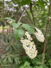 Prunus