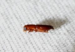 Euplatypus compositus