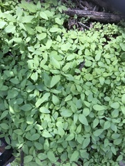 Parietaria pensylvanica