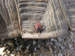 Hyalomma aegyptium