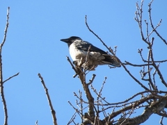 Corvus cornix