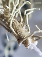 Usnea perplexans