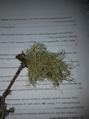 Usnea perplexans