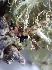 Usnea perplexans
