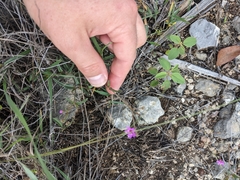 Boerhavia linearifolia