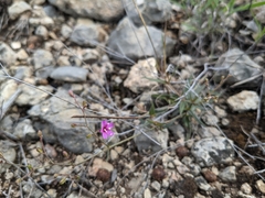 Boerhavia linearifolia