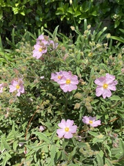 Cistus × skanbergii