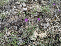 Boerhavia linearifolia