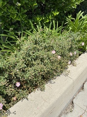 Cistus × skanbergii