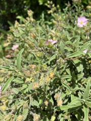 Cistus × skanbergii