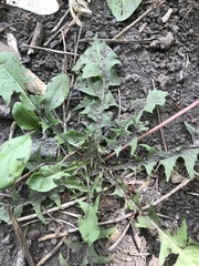 Taraxacum officinale