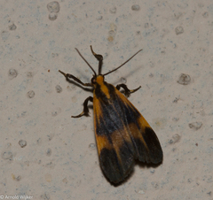 Lycomorphodes