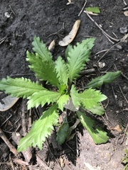 Dysphania ambrosioides