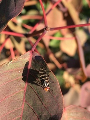 Pterotaenia