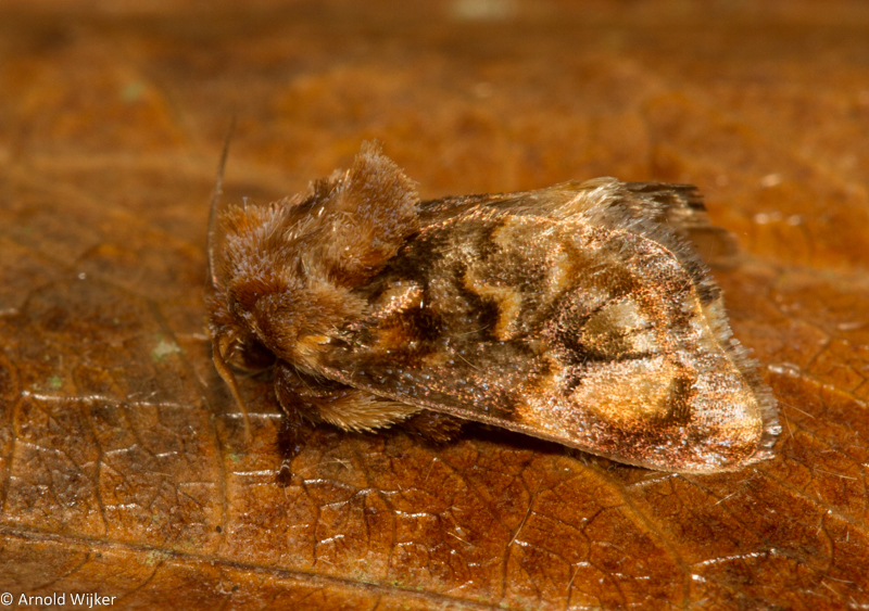 Isochaetes marinna
