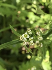 Capsella bursa-pastoris