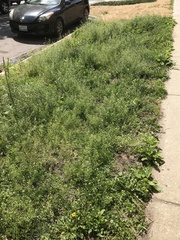 Capsella bursa-pastoris