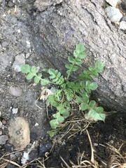 Capsella bursa-pastoris