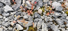 Saxifraga tridactylites