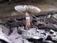 Leucoagaricus lilaceus