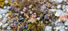 Saxifraga tridactylites