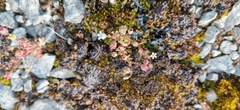 Saxifraga tridactylites
