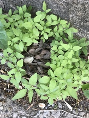 Parietaria pensylvanica