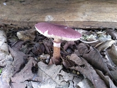 Leucoagaricus lilaceus