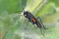 Macrophya annulata