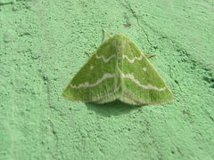 Thetidia smaragdaria