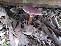 Leucoagaricus lilaceus