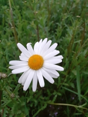Leucanthemum vulgare