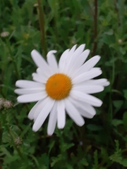 Leucanthemum vulgare