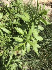 Dysphania ambrosioides