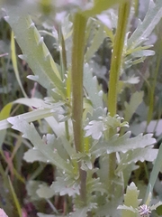 Leucanthemum vulgare