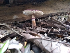 Leucoagaricus lilaceus