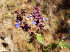 Salvia mocinoi