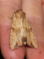 Apamea sublustris