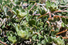 Acmispon argophyllus argophyllus